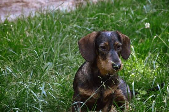 Dog training: Effective methods to prevent chasing goats and teach obedience