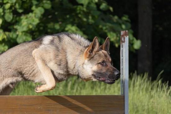 Step-by-step guide to training dogs to fetch shot pigeons