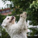 How Old Should Your Dog Be Potty Trained How old should your dog be to start potty training?