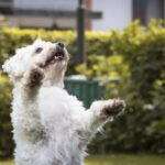 How to Potty Train at Apartment in Pad Trained Dog Step-by-step guide on how to potty train a pad trained dog in an apartment