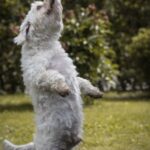 Stern dog training methods – is physical punishment necessary to effectively train dogs?