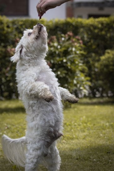 Stern dog training methods – is physical punishment necessary to effectively train dogs?