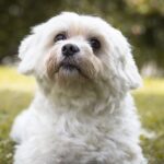 Step-by-step guide on teaching a dog to use a grass pad indoors