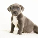 How to Train a Dog to Be Less Fearful Step-by-step guide on how to train a dog to be less fearful