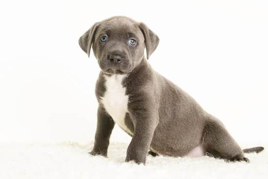 Step-by-step guide on how to train a dog to be less fearful