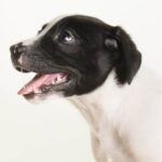 Are Weenie Dogs Hard to Potty Train Potty training challenges with weenie dogs - Tips and tricks for a successful training journey!