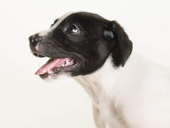 Are Weenie Dogs Hard to Potty Train 1 Potty training challenges with weenie dogs - Tips and tricks for a successful training journey!