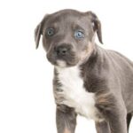 How Hard Is It to Litter Train a Dog Step-by-step guide on how hard it is to litter train a dog with effective techniques