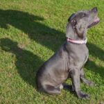 How to Train a Dog to Detect High Blood Pressure Step-by-step guide on training a dog to detect high blood pressure accurately and effectively