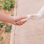 How Is Training a Pitbull Different Than Dog Training Differentiating pitbull training from general dog training: key factors to consider and techniques to employ