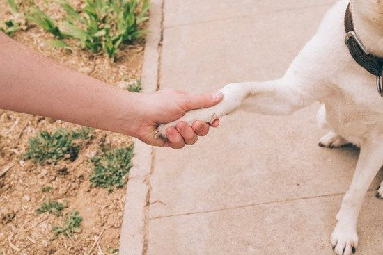 How Is Training a Pitbull Different Than Dog Training 1 Differentiating pitbull training from general dog training: key factors to consider and techniques to employ