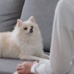 Efficient dog potty training techniques that help you achieve fast results