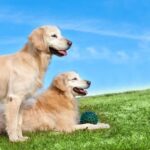 Step-by-step guide on how to train a dog properly with effective techniques