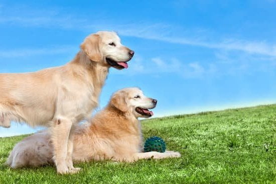 How to Train a Dog Properly 1 Step-by-step guide on how to train a dog properly with effective techniques