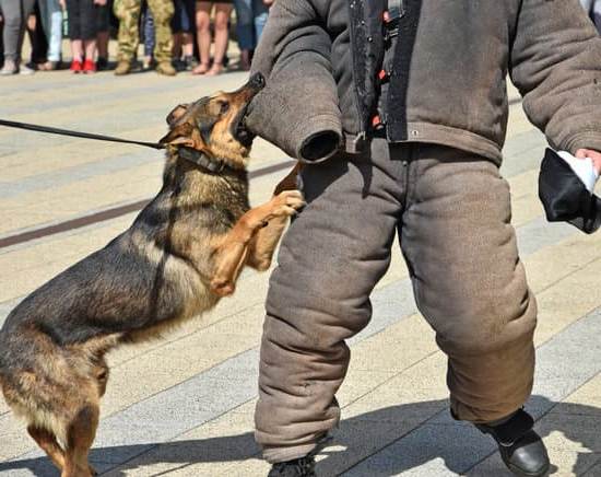 How to Train Your Dog to Drop a Toy 1 Step-by-step guide: How to train your dog to drop a toy effectively