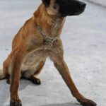 Can You Traina Dog to Use a Knife Dog holding knife for training purposes