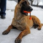 How Much Are Trained Emotional Support Dogs Find out the cost of trained emotional support dogs here