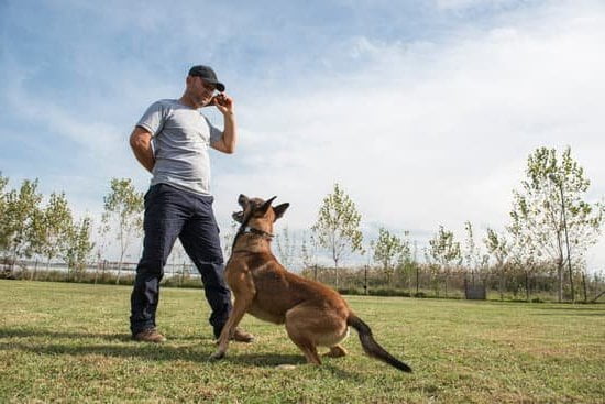 Suggested alt text: Step-by-step guide on how to train a dog that jumps on you