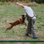 How to Train Your Dog for Autism Simple steps to train your dog for autism: Effective techniques and guidance for successful training