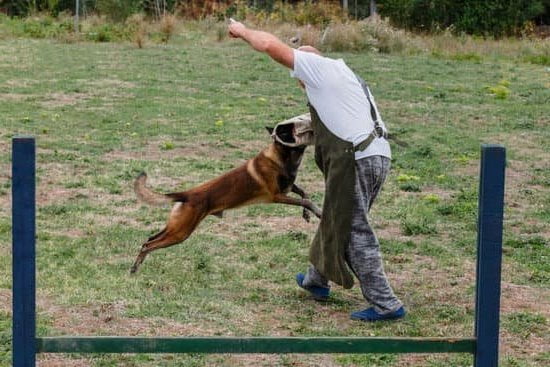 How to Train Your Dog for Autism 1 Simple steps to train your dog for autism: Effective techniques and guidance for successful training