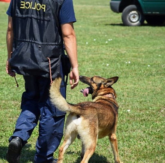 Step-by-step guide on how to train a dog from the pound effectively