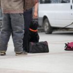 Can Service Dog in Training Fly Image of a Can Service Dog in Training wearing a vest, ready to fly on an airplane