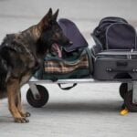 How to Toilet Train an Older Dog Step-by-step guide on how to toilet train an older dog effectively