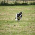 How Much Is It to Train a Guide Dog Image of a guide dog in training, demonstrating their remarkable skills and dedication