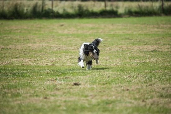 Image of a guide dog in training, demonstrating their remarkable skills and dedication