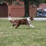 How to Train Your Dog to Respond to a Whistle Step-by-step guide: Teach your dog to respond to a whistle effectively