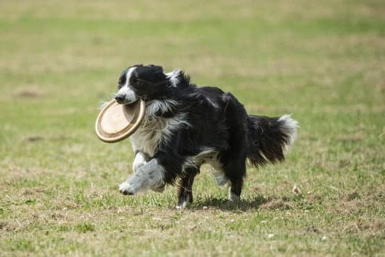 When should dogs be potty trained - Tips for determining the ideal time to start housebreaking your furry companion