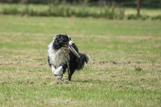 How to Potty Train a 10 Year Old Dog 1 Potty training advice for a 10-year-old dog - effective tips, strategies, and steps