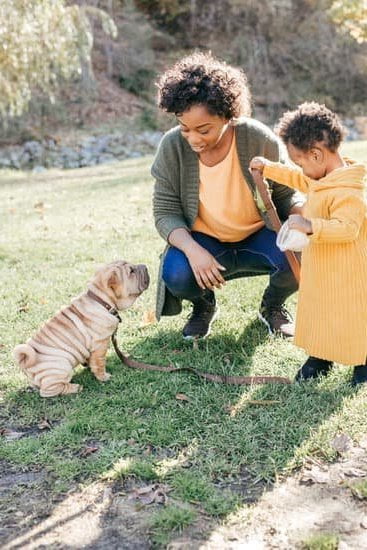 How to Fully House Train a Dog 1 How to fully house train a dog: Step-by-step guide for effective and successful training