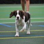 Step-by-step guide on how to train your dog in my first dog training program