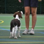 How Much Is a Professional Dog Trainer Find out the cost of hiring a professional dog trainer for effective training methods