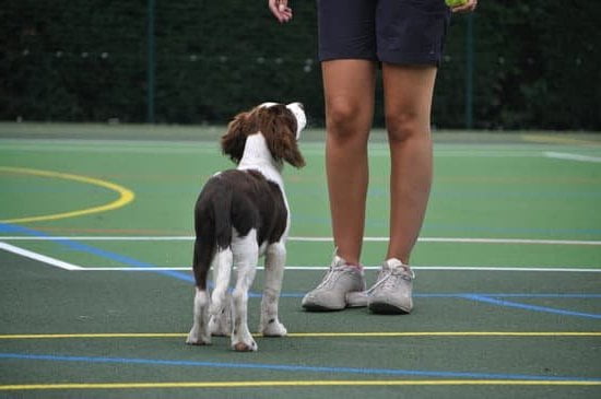 Find out the cost of hiring a professional dog trainer for effective training methods