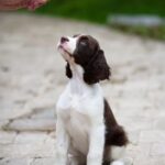 How to Train Dog to Hunt Shed Antlers Step-by-step guide on training dogs to hunt shed antlers for hunters - How to Train Dog to Hunt Shed Antlers