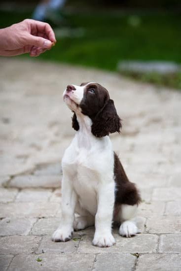 How to Train Dog to Hunt Shed Antlers 1 Step-by-step guide on training dogs to hunt shed antlers for hunters - How to Train Dog to Hunt Shed Antlers