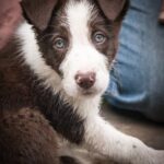 How to Train a Dog 7 Years Old How to train a 7-year-old dog: Methods and tips for effective training