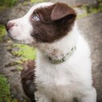 Why Would a Potty Trained Dog Poop in the House Surprising Reasons: Discover why a potty trained dog would still poop in the house