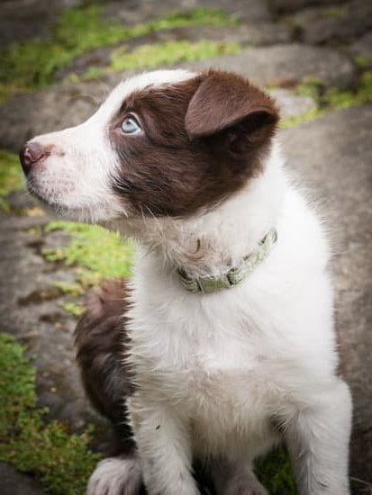 Why Would a Potty Trained Dog Poop in the House 1 Surprising Reasons: Discover why a potty trained dog would still poop in the house