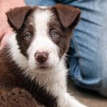 Do All Dogs Need Obedience Training Do All Dogs Need Obedience Training? - An important question to consider for dog owners