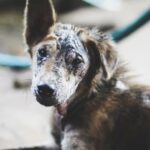 Step-by-step guide on becoming a dog trainer in Broward County