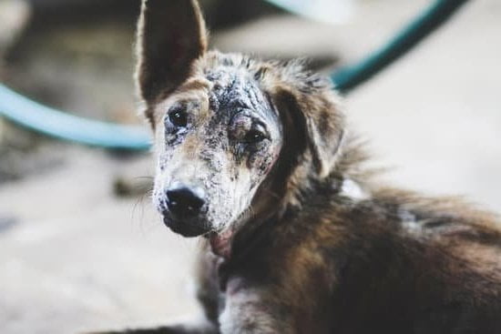 Step-by-step guide on becoming a dog trainer in Broward County