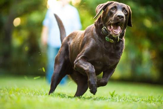 Can my dog go on the train? Check with the railway company for pet policies