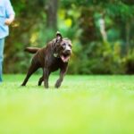 How to Train a Dog to Stay in Your Yard How to train a dog to stay in your yard: essential tips and tricks
