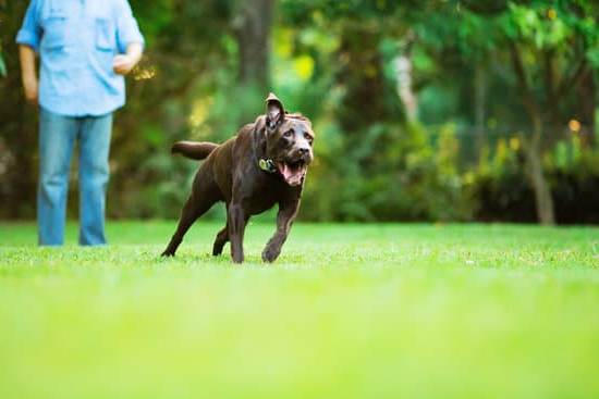 How to train a dog to stay in your yard: essential tips and tricks