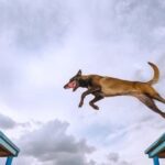 Can Rabbits Be Trained Like Dogs Image of a rabbit being trained like a dog, demonstrating their trainability and intelligence