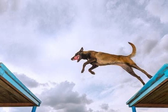 Image of a rabbit being trained like a dog, demonstrating their trainability and intelligence