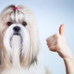 How Long to House Train an Older Dog Steps and timeline on how long it typically takes to house train an older dog